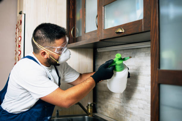 Best Flea Control Services  in Willow Creek, CA