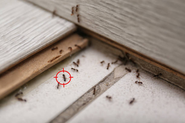 Best Emergency Pest Control  in Willow Creek, CA