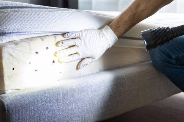 Best Pest Prevention Services  in Willow Creek, CA