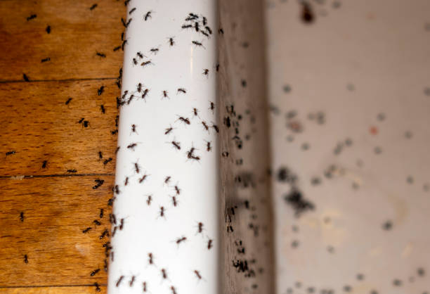 Best Cockroach Control Services  in Willow Creek, CA