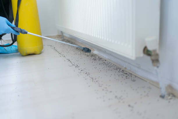 Best Wasp Removal Services  in Willow Creek, CA