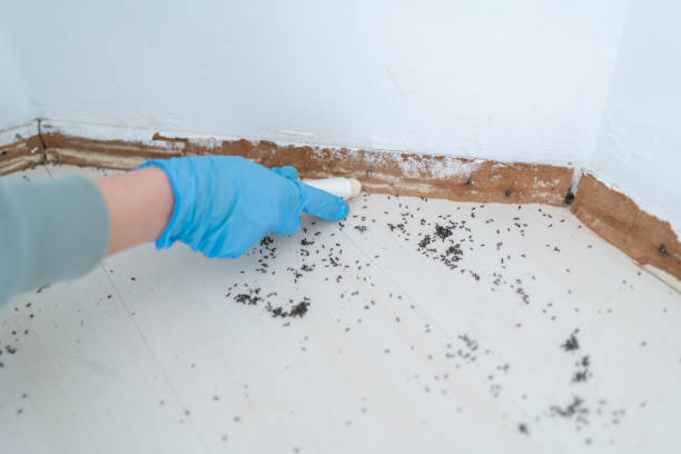 Best Pest Control for Restaurants  in Willow Creek, CA